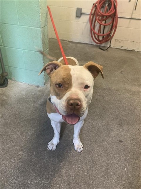 Shelter Stray Female Dog last seen DULLANTY WAY & MCKINLEY VILLAGE WAY, Sacramento, CA 95818