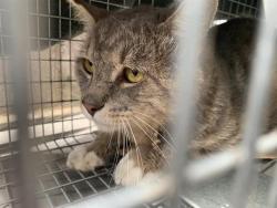 Shelter Stray Male Cat last seen 5TH AVE & 19TH ST, Sacramento, CA 95818