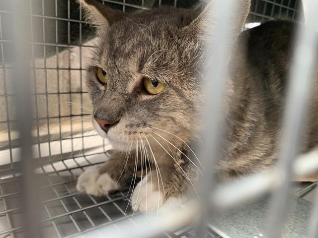 Shelter Stray Male Cat last seen 5TH AVE & 19TH ST, Sacramento, CA 95818