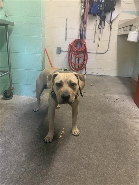 Shelter Stray Male Dog last seen DULLANTY WAY & MCKINLEY VILLAGE WAY, Sacramento, CA 95818