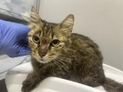 Shelter Stray Female Cat last seen Near BLOCK 12TH AVE S, SEATTLE WA 98168, Kent, WA 98032