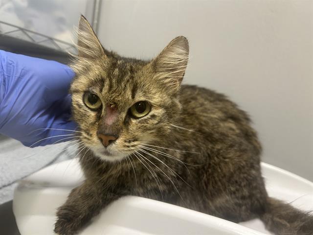 Shelter Stray Female Cat last seen Near BLOCK 12TH AVE S, SEATTLE WA 98168, Kent, WA 98032