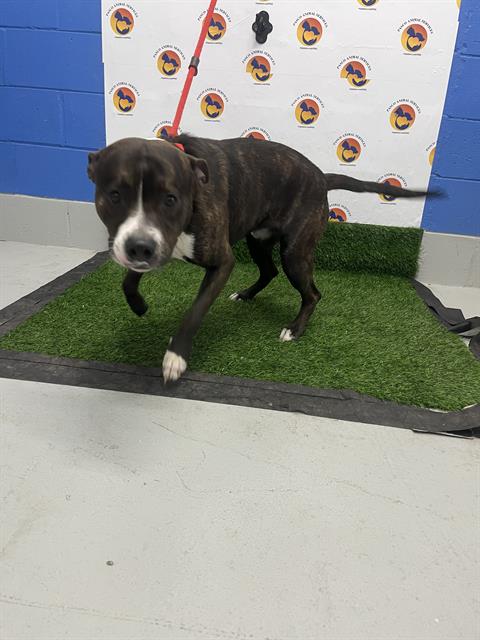 Shelter Stray Male Dog last seen HUDSON AVENUE, 19640 Dogpatch Ln, Land O' Lakes, FL 34638, USA