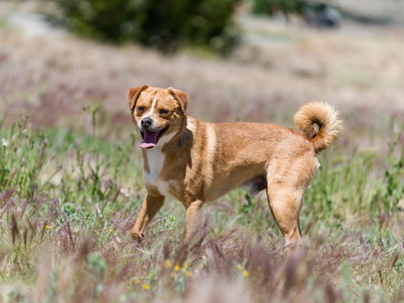 Shelter Stray Male Dog last seen Near BLOCK  AIRPORT ROAD, Santa Fe, NM 87507