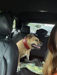 Reunited Male Dog last seen Academy st, Welcome, SC 29611