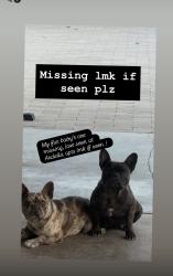 Lost Female Dog last seen Ardella apts , Moreno Valley, CA 92553