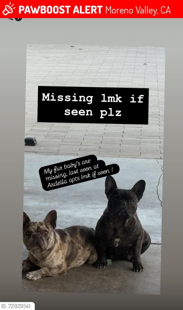 Lost Female Dog last seen Ardella apts, Moreno Valley, CA 92553