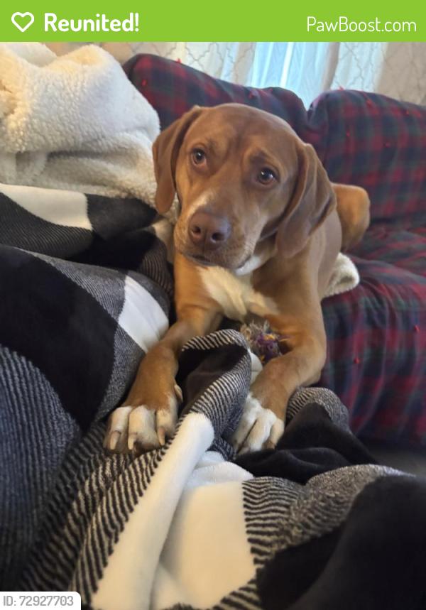 Reunited Male Dog last seen Near Ludlow St, Norfolk, VA 23504, USA, Norfolk, VA 23504