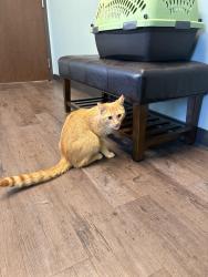 Reunited Male Cat last seen Hopewell Rd and Loveland Madeira , Cincinnati, OH 45249