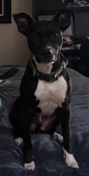 Reunited Male Dog last seen Woodridge village chasing deer, San Antonio, TX 78249