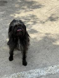 Found/Stray Unknown Dog last seen Pollo Regio, Mansfield, TX 76063