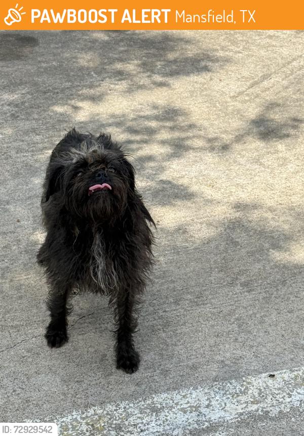 Found/Stray Unknown Dog last seen Pollo Regio, Mansfield, TX 76063