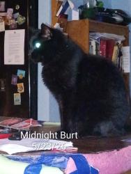 Reunited Male Cat last seen W.55th Place & S. 41st  Ave , Tulsa, OK 74107