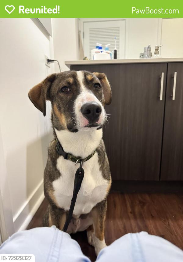 Reunited Male Dog last seen Page and Haight St, San Francisco, CA 94114