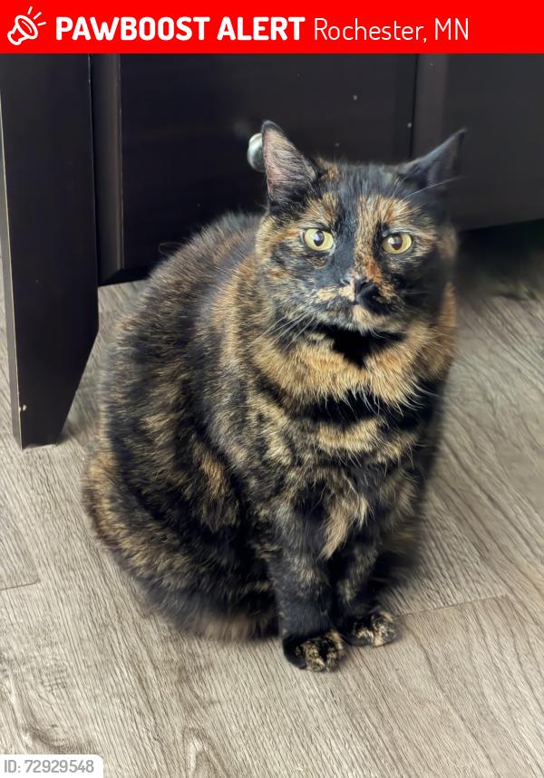 Lost Female Cat last seen 75th and West River Rd NW, Rochester, MN 55901
