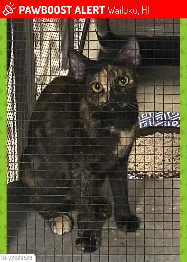 Lost Female Cat last seen Kamakoa Loop and Keoneloa Street in Sandhills est., Wailuku, HI 96793