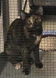Lost Female Cat last seen Kamakoa Loop and Keoneloa Street in Sandhills est., Wailuku, HI 96793