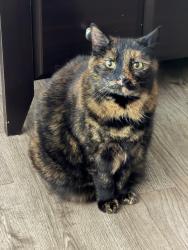 Lost Female Cat last seen 75th and West River Rd NW, Rochester, MN 55901