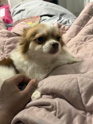 Lost Female Dog last seen Christensen & Oakdale st, Saint Paul, MN 55118