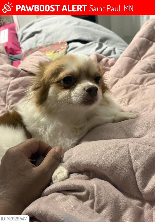 Lost Female Dog last seen Christensen & Oakdale st, Saint Paul, MN 55118