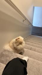 Reunited Male Cat last seen Ben Brown and ian Springs, Woodburn, OR 97071