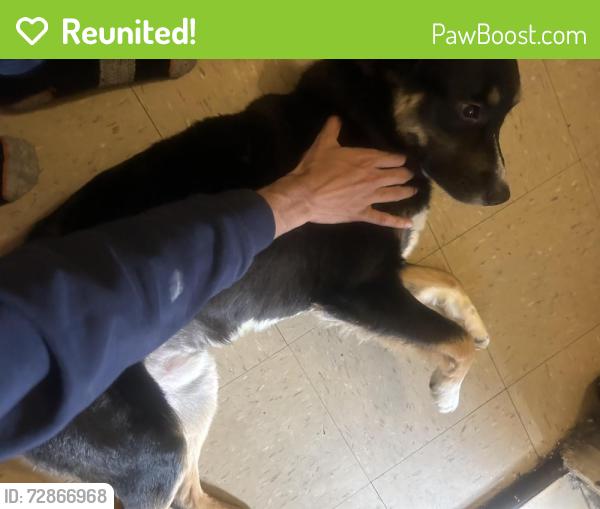 Reunited Male Dog last seen Near Lafayette Ave , The Bronx, NY 10473