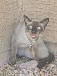 Reunited Unknown Cat last seen S EVERGREEN RD. & E ORANGE ST., Tempe, AZ 85288