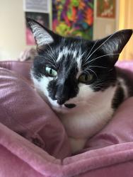 Lost Female Cat last seen Spring park near San Diego road, Jacksonville, FL 32207