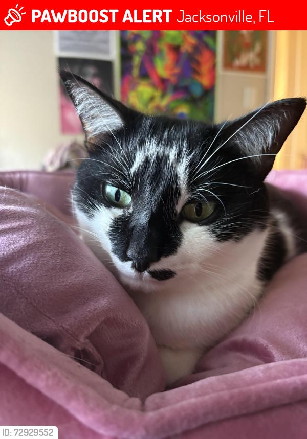 Lost Female Cat last seen Spring park near San Diego road, Jacksonville, FL 32207