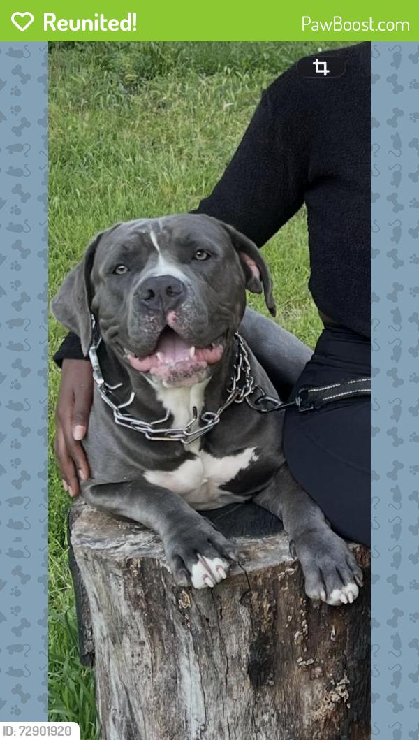 Reunited Female Dog last seen Not to sure someone was watching her for me, Oakland, CA 94603