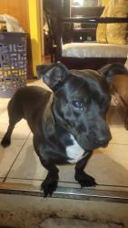 Reunited Male Dog last seen Algonquin and monview.?, Morristown, TN 37813