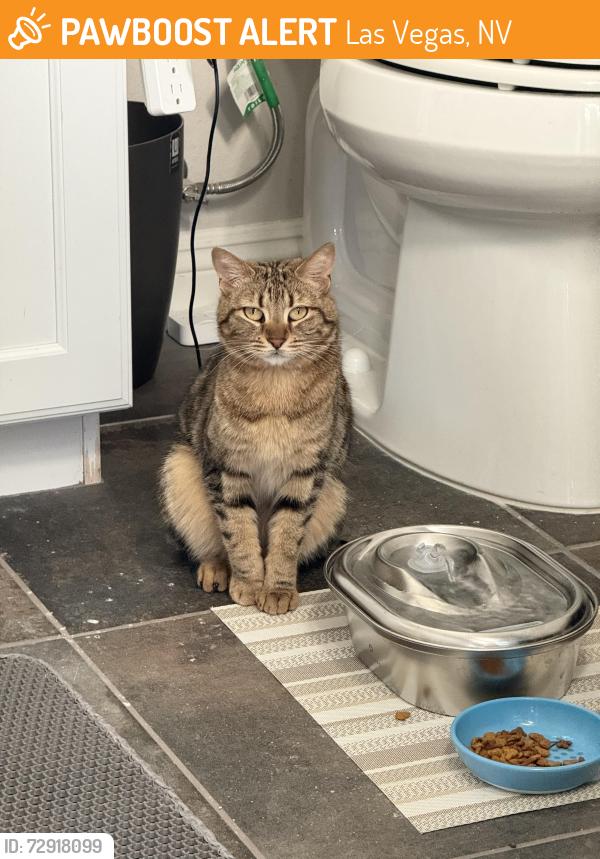 Found/Stray Female Cat last seen N Hualapai and W Regena Ave, Las Vegas, NV 89149