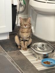 Found/Stray Female Cat last seen N Hualapai and W Regena Ave, Las Vegas, NV 89149