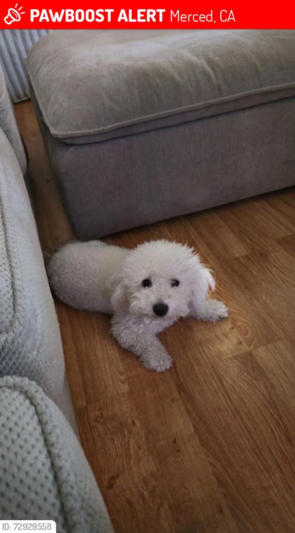 Lost Male Dog last seen Olive ave/sycamore ave , Merced, CA 95340
