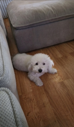 Lost Male Dog last seen Olive ave/sycamore ave , Merced, CA 95340