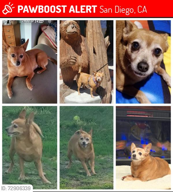 Lost Female Dog last seen Skyline , San Diego, CA 92114