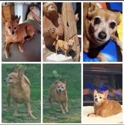 Lost Female Dog last seen Skyline , San Diego, CA 92114
