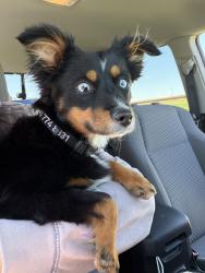 Reunited Male Dog last seen Near NW 24th St, Oklahoma City, OK 73107, USA, Oklahoma City, OK 73107
