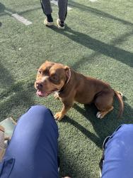 Reunited Female Dog last seen Brownsville elementary, Bartlett, TN 38134