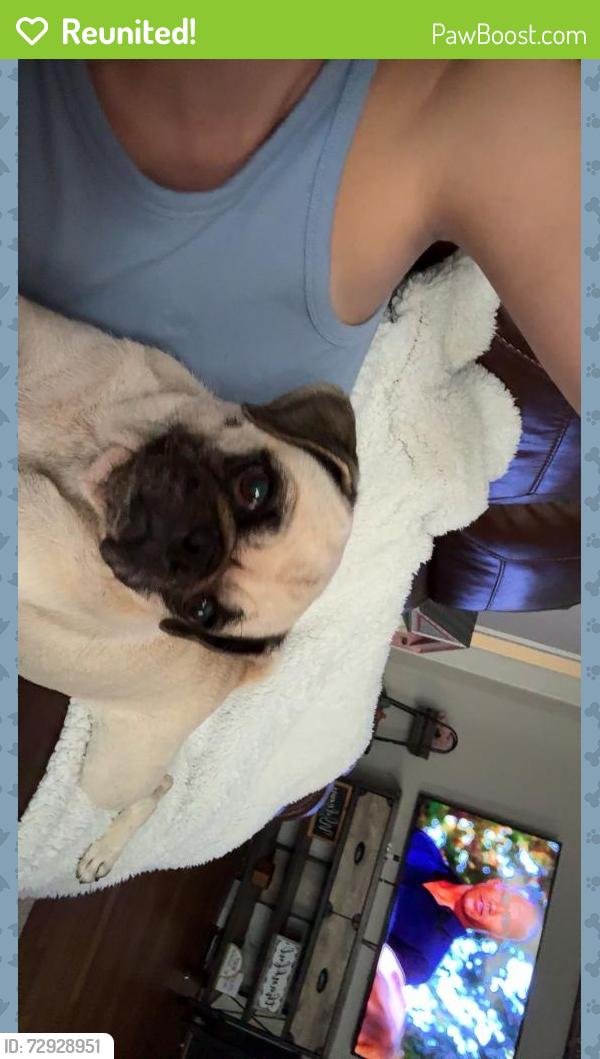 Reunited Female Dog last seen Chevy chase , Angleton, TX 77515