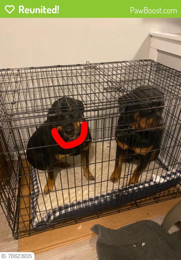 Reunited Unknown Dog last seen Aragona blvd , Jacksonville, NC 28540