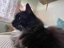 Lost Male Cat last seen Delaware Rd, behind Federal Meats, Buffalo, NY 14223