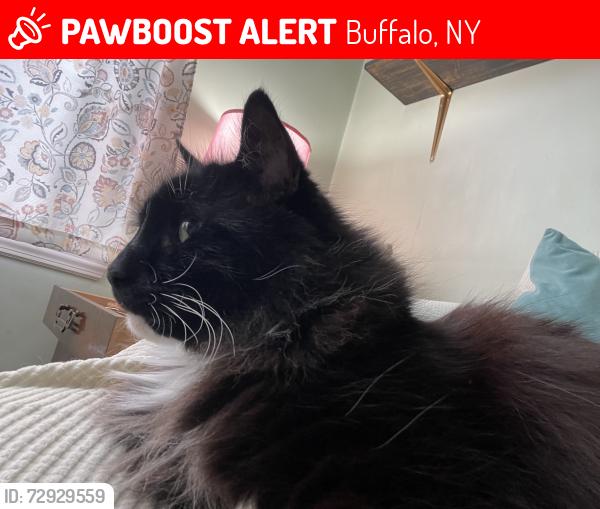 Lost Male Cat last seen Delaware Rd, behind Federal Meats, Buffalo, NY 14223