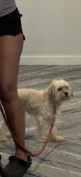 Lost Male Dog last seen Spurs Ranch , San Antonio, TX 78245