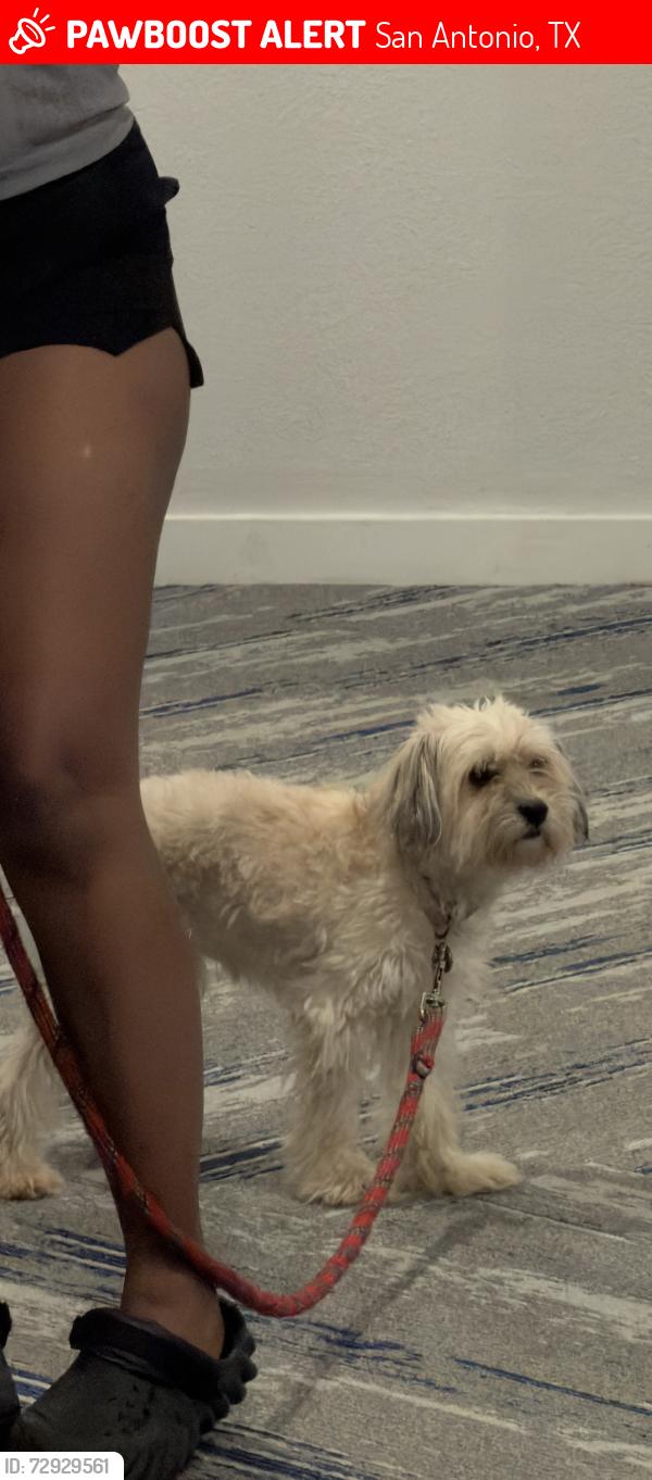 Lost Male Dog last seen Spurs Ranch , San Antonio, TX 78245