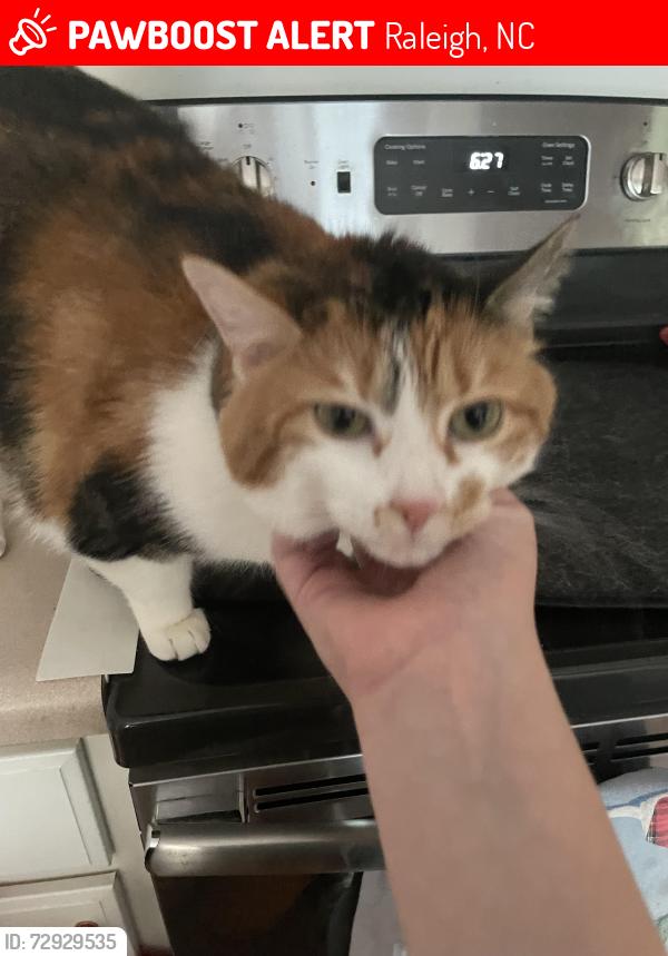Lost Female Cat last seen Leesville Road near St Francis Catholic Church, Raleigh, NC 27617