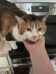 Lost Female Cat last seen Leesville Road near St Francis Catholic Church, Raleigh, NC 27617