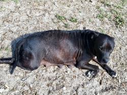 Reunited Female Dog last seen Near Fox ridge blvd , Wesley Chapel, FL 33543