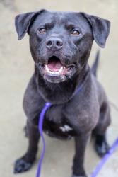 Shelter Stray Male Dog last seen Near Rockbridge Rd SW, Stone Mountain, GA 30087, 30087, GA, Atlanta, GA 30341