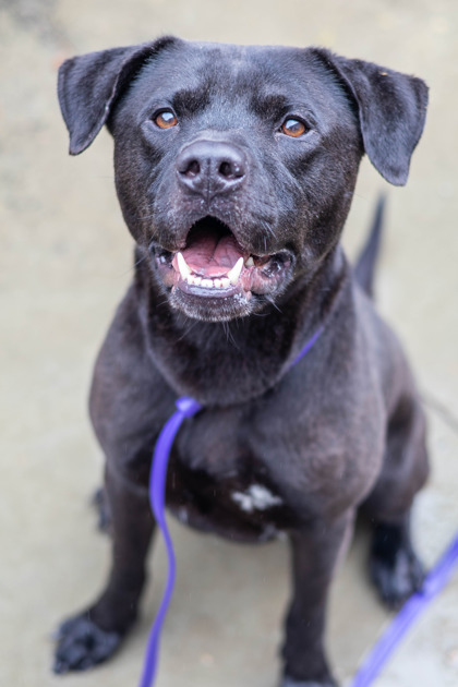 Shelter Stray Male Dog last seen Near Rockbridge Rd SW, Stone Mountain, GA 30087, 30087, GA, Atlanta, GA 30341